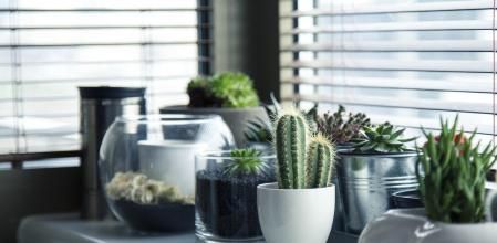 Habitación con una combinación de plantas y macetas