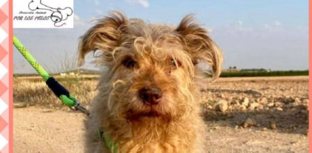 Rufo, el perro de 14 años que se ha quedado sin dueño / Por los pelos