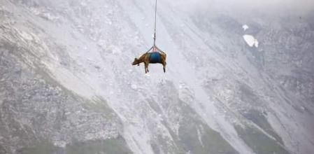 Trasladan a vacas lesionadas en helicóptero y las imágenes conquistan a millones de personas