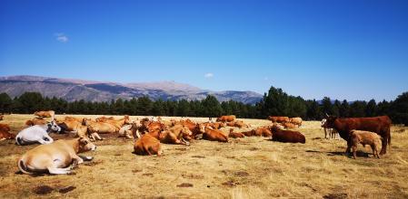 No solo los humanos disfrutan de este paraje natural.