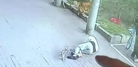 La historia detrás del gato viral que dejó a un hombre inconsciente tras caer del cielo