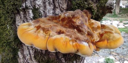 Inonotus hispidas en un fresno.