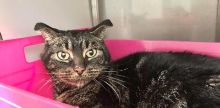 Así ha sobrevivido este gato durante 52 días estando encerrado en una casa sin comida