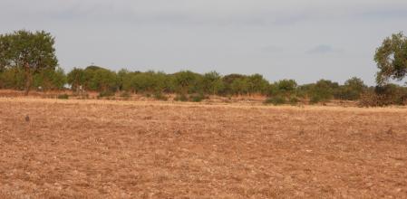 Reto visual: ¿Eres capaz de ver los seis pájaros?
