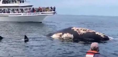 Los turistas que presenciaron la escena quedaron atónitos