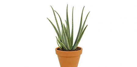 3. Aloe Vera