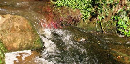 El río Fluvià a su paso por la Garrotxa.