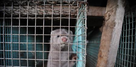 Visón americano en granja sueca