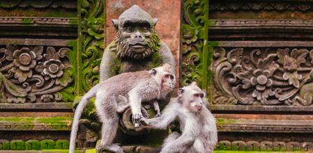 Los monos de Sangeh añoran las golosinas de los turistas