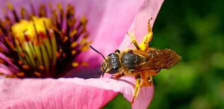 Amapola real y abeja en el huerto del monasterio de Pedralbes.