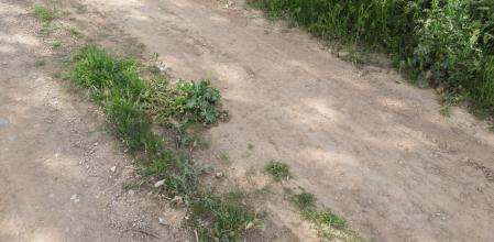 Reto visual: ¿Dónde está la mariposa?