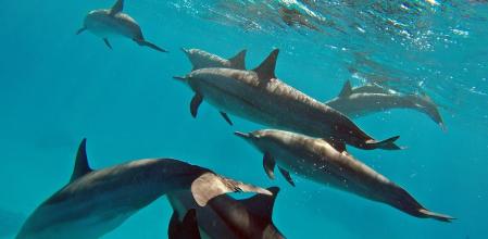 McSorely estaba totalmente exhausto cuando llegó una ayuda del todo inesperada