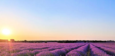 Campos de lavanda de Brihuega.