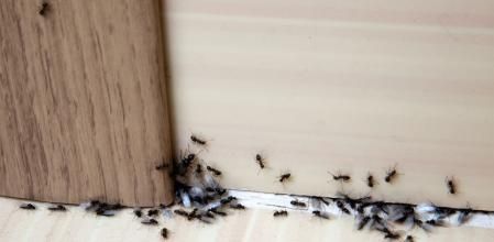 Estos insectos buscan comida en nuestros hogares