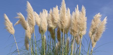 La cortadera se utiliza también como planta ornamental, pese a que su expansión en el medio natural es preoucpante .