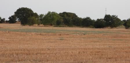 Reto visual: ¿Sabes ver dónde están las 8 perdices?