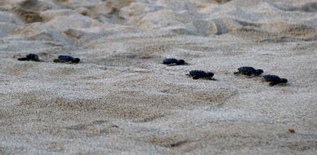 Las tortugas bobas en el momento de ser liberadas en la playa del Miracle de Tarragona.