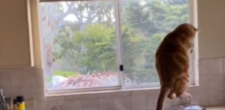El truco viral y definitivo para que los gatos no se suban nunca más a las encimeras de la cocina