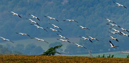 Migración de las cigüeñas a su paso por Vic.