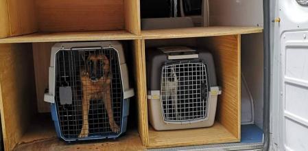 Perro rescatado por Aanipal