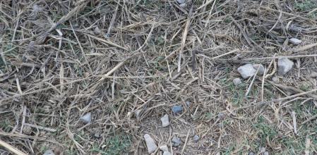 Reto visual: ¿Eres capaz de ver dónde está la oruga?