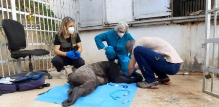 Hoy ha sido un día feliz para Suzie, una chimpancé de 48 años de edad que vivía enjaulada en una finca privada de El Campello desde hace 25 años. La Guardia Civil ha conseguido convencer a la propietaria del primate para que deje que pase el resto de su vida en el centro de la Fundación Mona tiene en Girona.