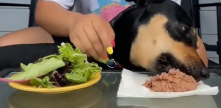 Intenta enseñar que su perro es vegetariano “por elección” pero la demostración le sale mal