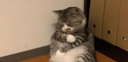 La divertida posición del gato ha sido objeto de múltiples montajes