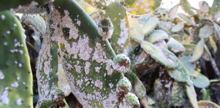 Chumbera afectada por la plaga, en La Selva.