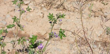 Reto visual: ¿Dónde está la mariposa y los otros seis insectos?