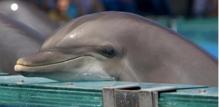 Imagen de portada de la iniciativa lanzada por la joven Olivia Mandle  .