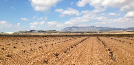 DO Alicante, Bodegas Monovar