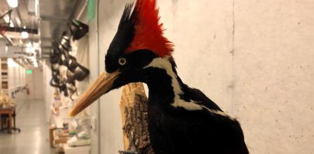 El pájaro carpintero de pico de marfil es una de las especies que el gobierno de EE.UU declaró extinta