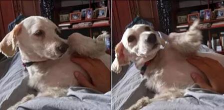 Boogie perdió a su familia durante la erupción del volcán