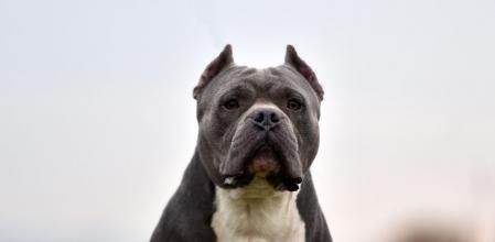 Los errores y miedos de los humanos pueden convertir a un excelente perro en agresivo