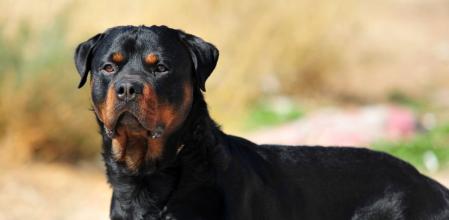 Rottweiler