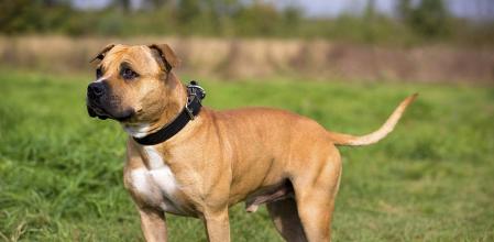 Staffordshire bull terrier