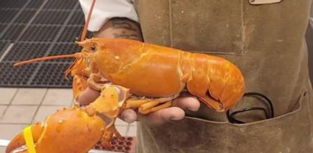 Esta langosta tan especial se ha descubierto en un restaurante japonés de Arizona