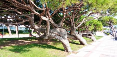 Pinos inclinados de Blanes.
