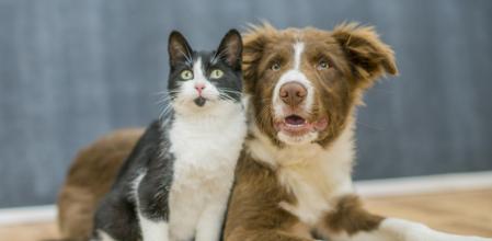 Perros, gatos y otros animales de compañía serán los más beneficiados por la normativa en tramitación .