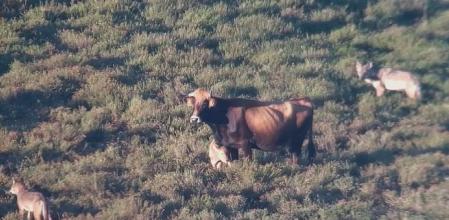 El emotivo vídeo de una vaca protegiendo a su ternero del feroz ataque de unos lobos en León