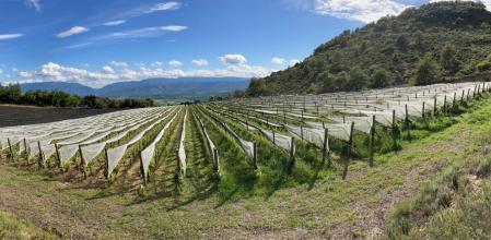 Vides protegidas por redes contra el granizo en Castell d'Encús (Talarn), a más de 1.000 metros de altitud