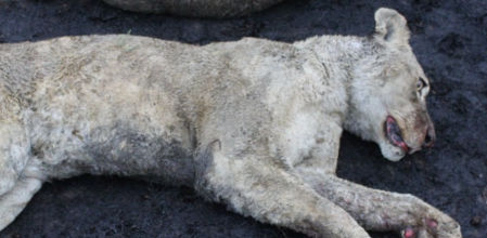 León muerto en la granja de los horrores de Sudáfrica.