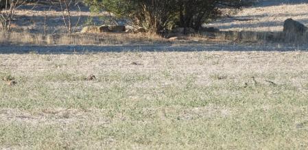 Reto visual: ¿Puedes localizar a las seis perdices?