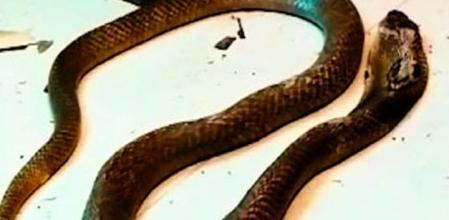 Alquila una serpiente venenosa para que mate a su mujer y quedarse con su dinero