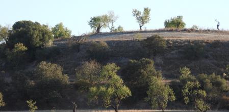 Reto visual: ¿Dónde están las dos águilas?