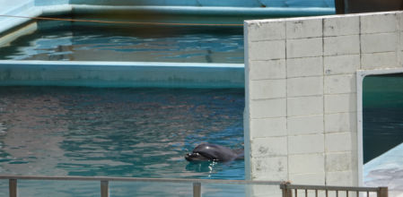 Murió sin que nadie pudiera rescatar a este ejemplar