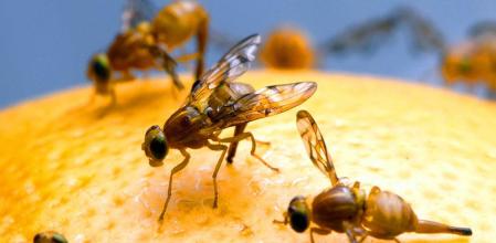 La mosca de la fruta es una invitada incómoda
