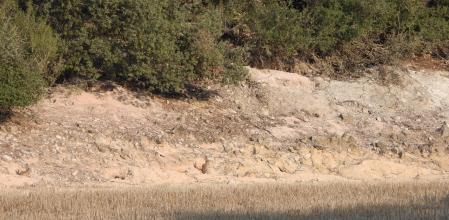 Reto visual: ¿Eres capaz de ver a los cinco conejos?