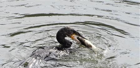 Cormorán pescando a su presa en la desembocadura del Foix en Cubelles.